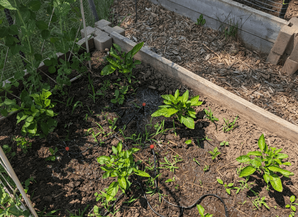 Garden bed with pepper plants, peas and irrigation system. 